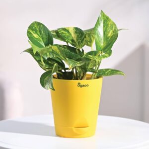 Money Plant
