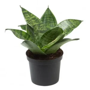 Snake Plant