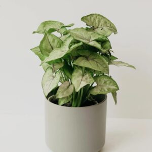 Sygonium  Small Leaves