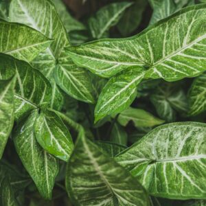 Detailed view of Syngonium leaves covered with raindrops, showcasing their vibrant green patterns.